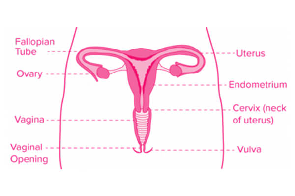 Overview of Vagina