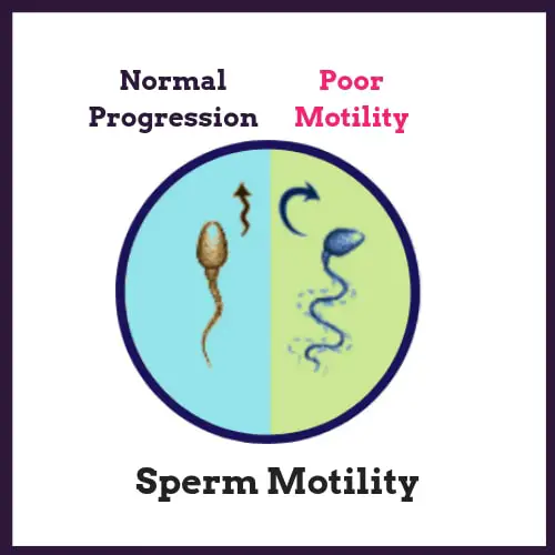 Sperm motility boost